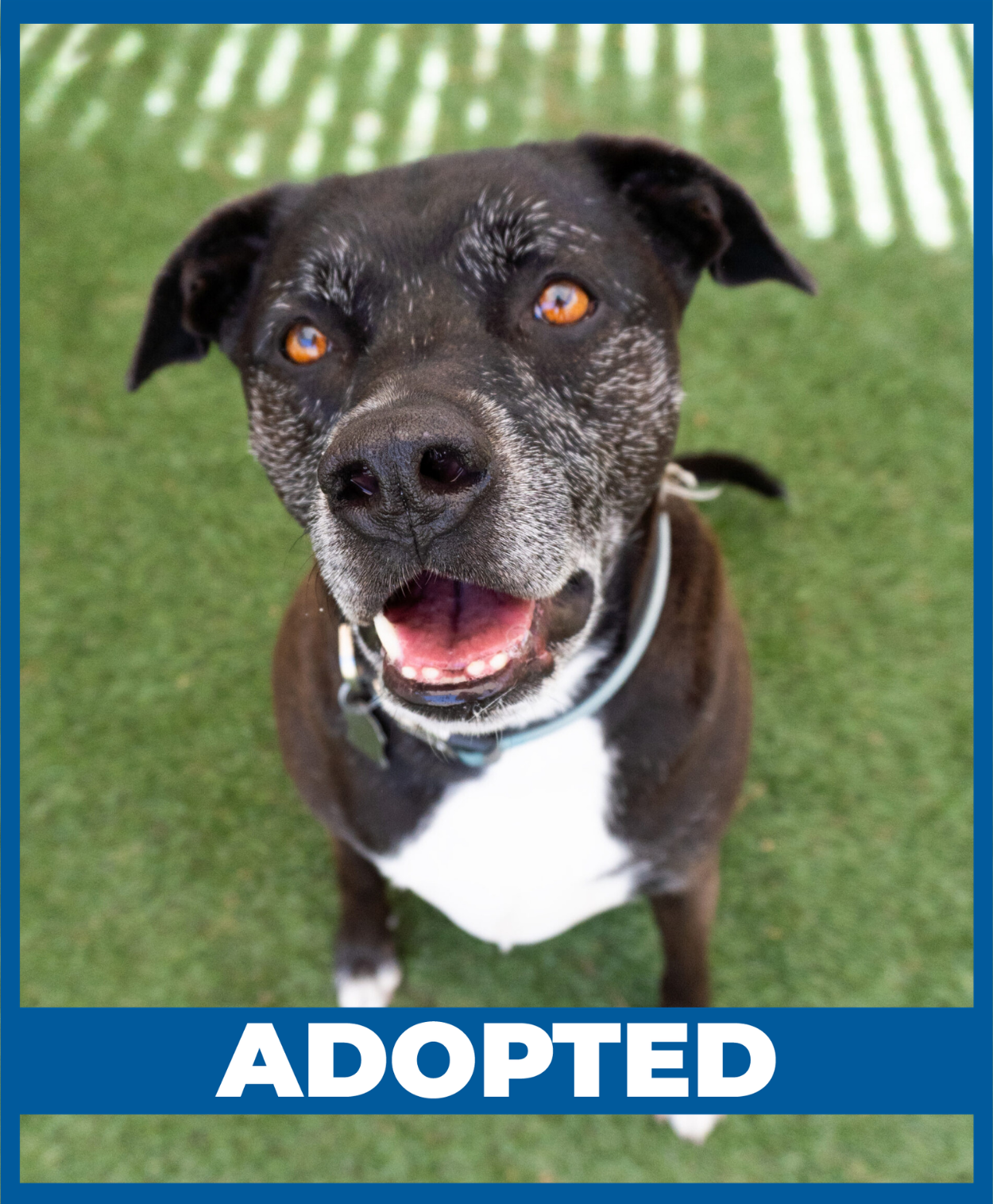 SDCCU Furever Friends (8)