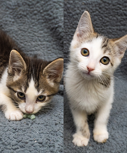Luke & Leia (Bonded Pair)