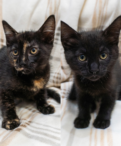 Holly & Hope (Bonded Pair)