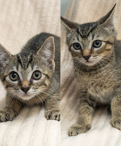 Junebug & Jackpot (Bonded Pair)