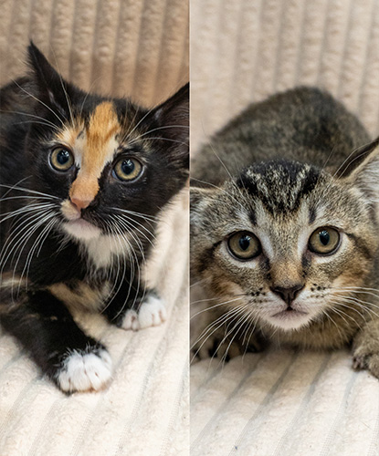 Java & Joker (Bonded Pair)