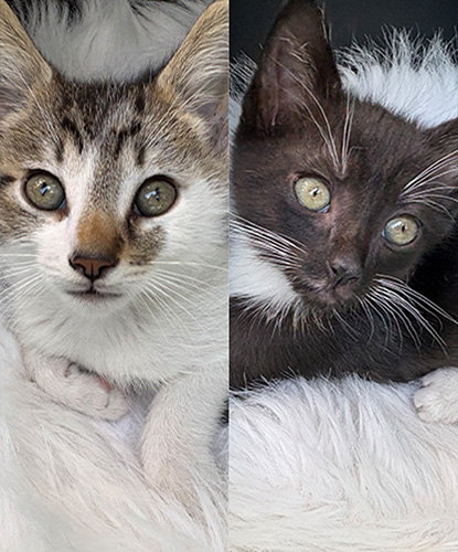 Xerxes & Xavier (Bonded Pair)