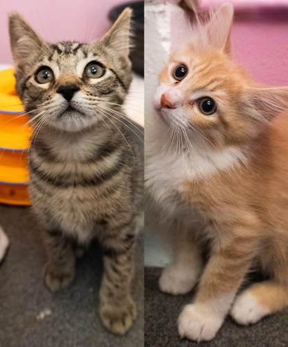 Mowgli & Mickey (Bonded Pair)