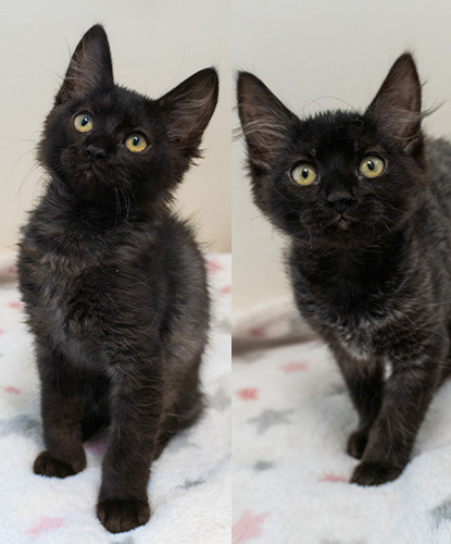 Tiddly-Wink & Tornado (Bonded Pair)