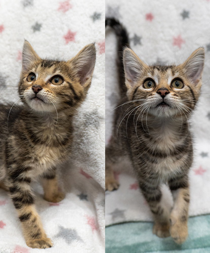 Xander & Xena (Bonded Pair)