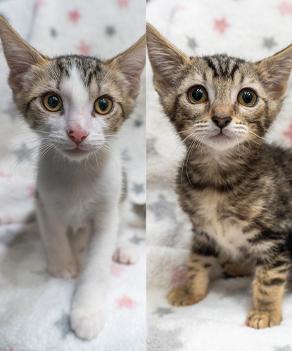 Xuri & Xeela (Bonded Pair)
