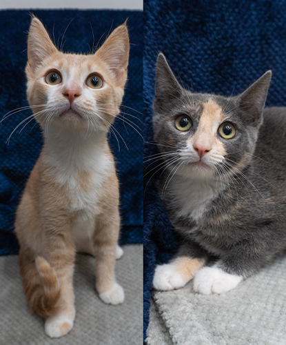 Charlie & Cherry (Bonded Pair)