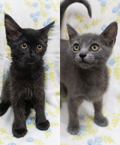 Flower & Fluffy (Bonded Pair)