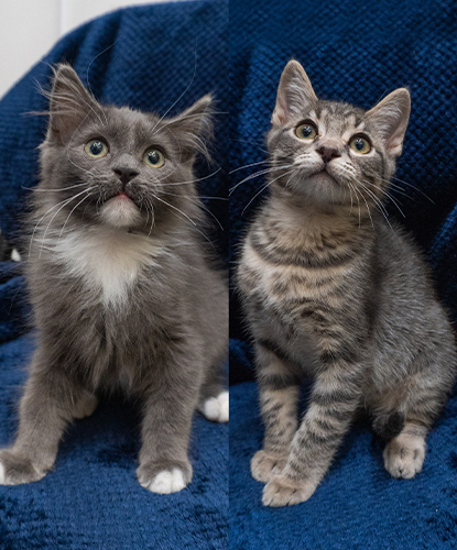 Hank & Hairy (Bonded Pair)