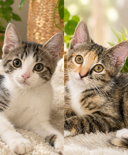 Mina & Nina (Bonded Pair)