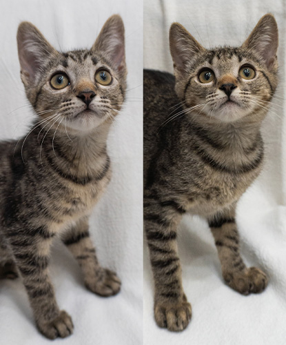 Olipop & Olivia (Bonded Pair)