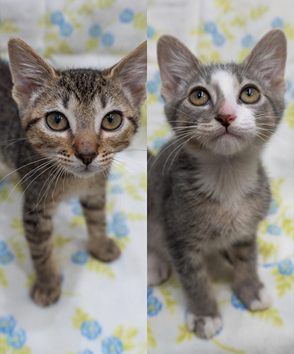 Oso & Oomie (Bonded Pair)