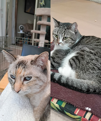 Phoebe & Harley (Bonded Pair)