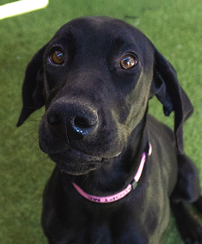 Phoebe