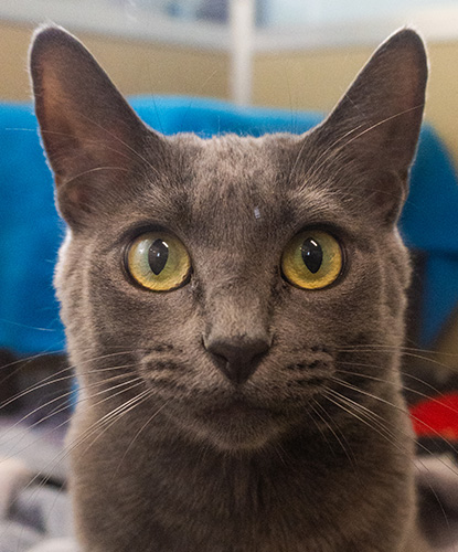 Zelda