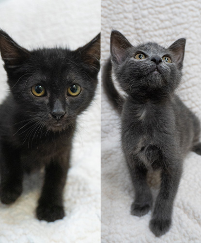 Toby & Tempeh (Bonded Pair)
