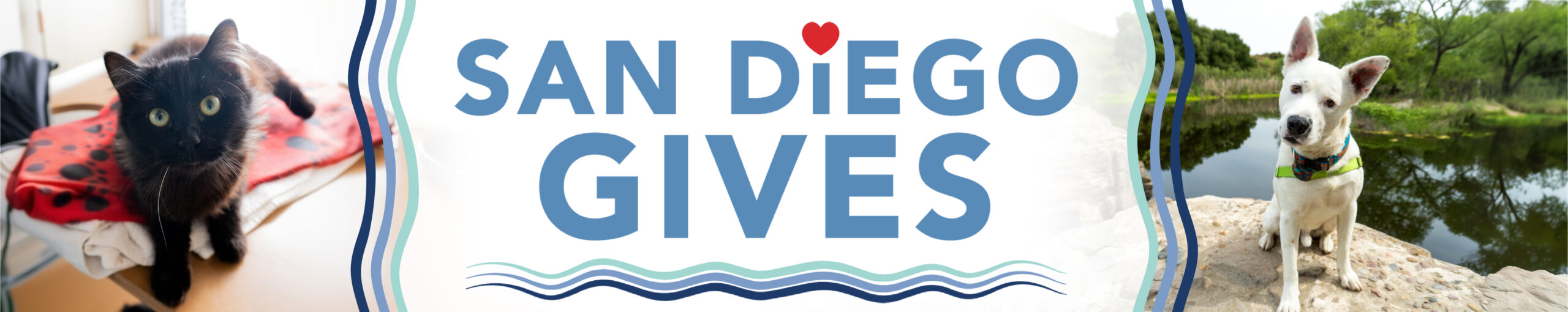 SD Gives - Webpage Banner-01