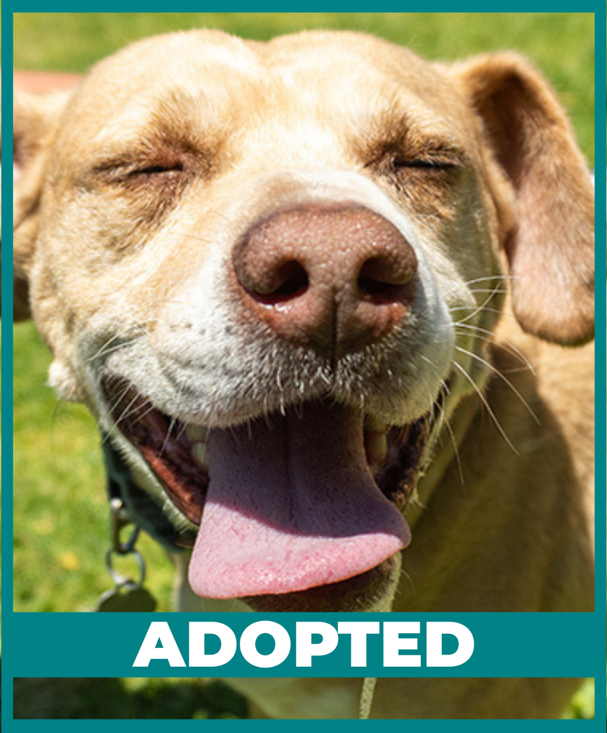 SDCCU Furever Friends (1)