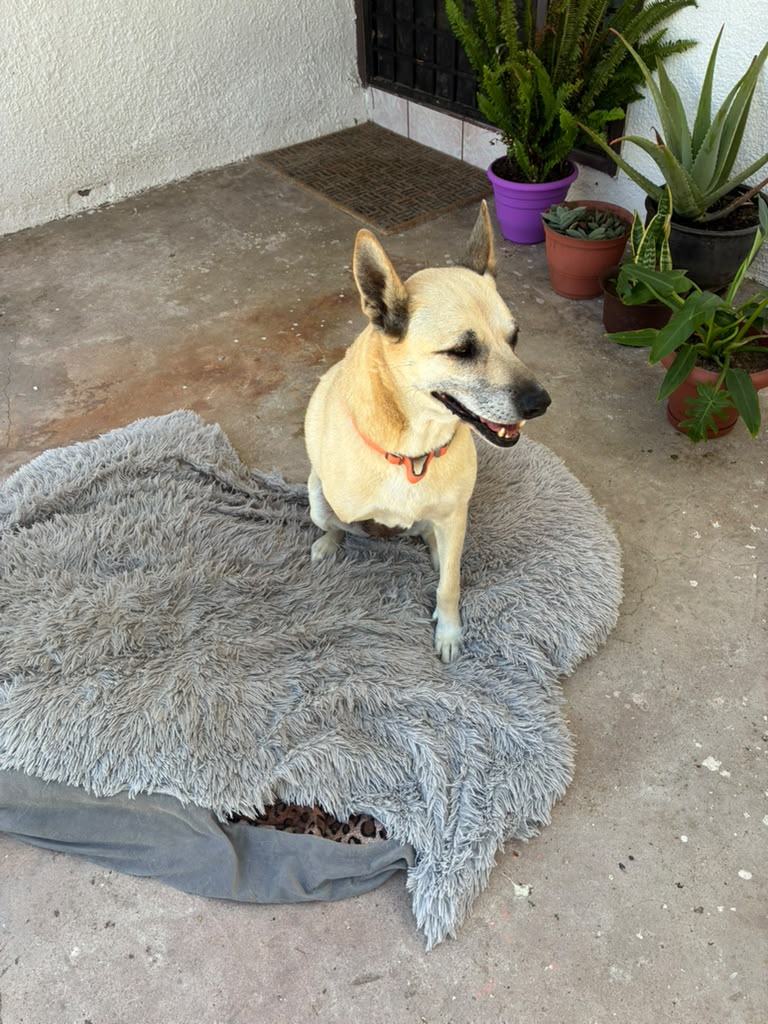 Bella