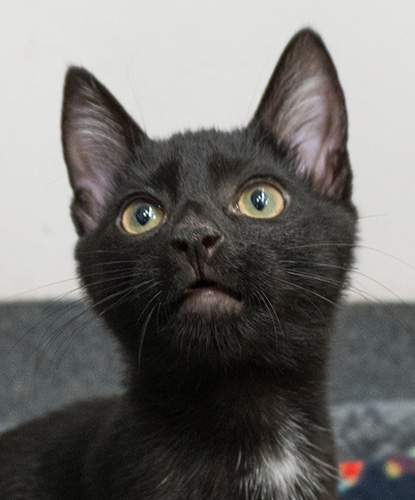 Jaspurr
