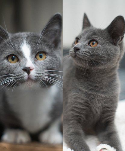 Tommie & Jerry (Bonded Pair)