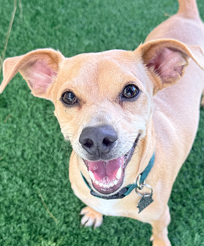 Scout