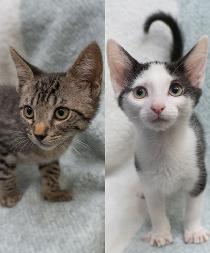 Smokey & Spotty (Bonded Pair)