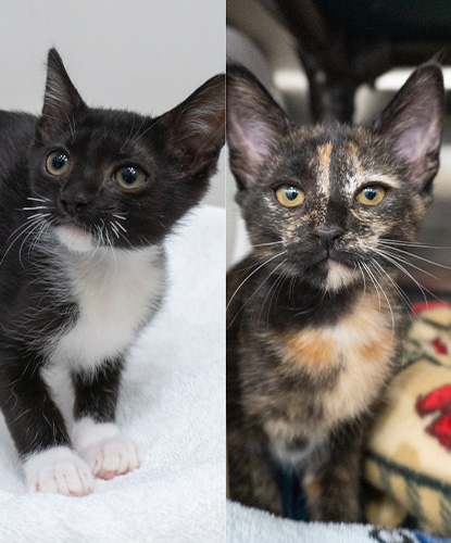 Tom & Trixie (Bonded Pair)