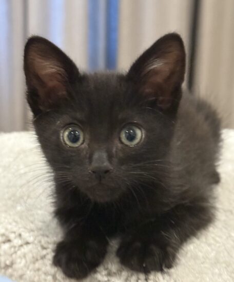 Umbra