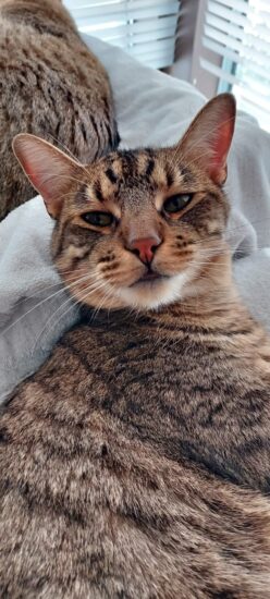 Deuce
