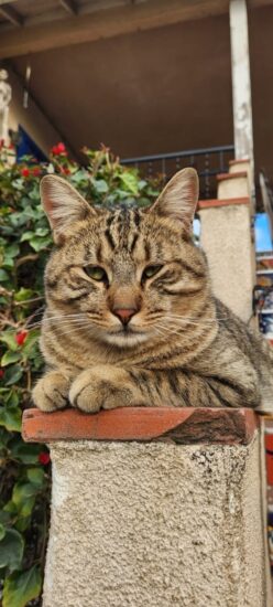 Facundo