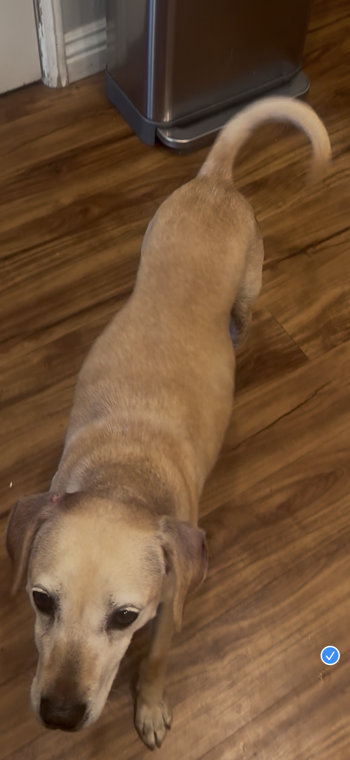ginger6