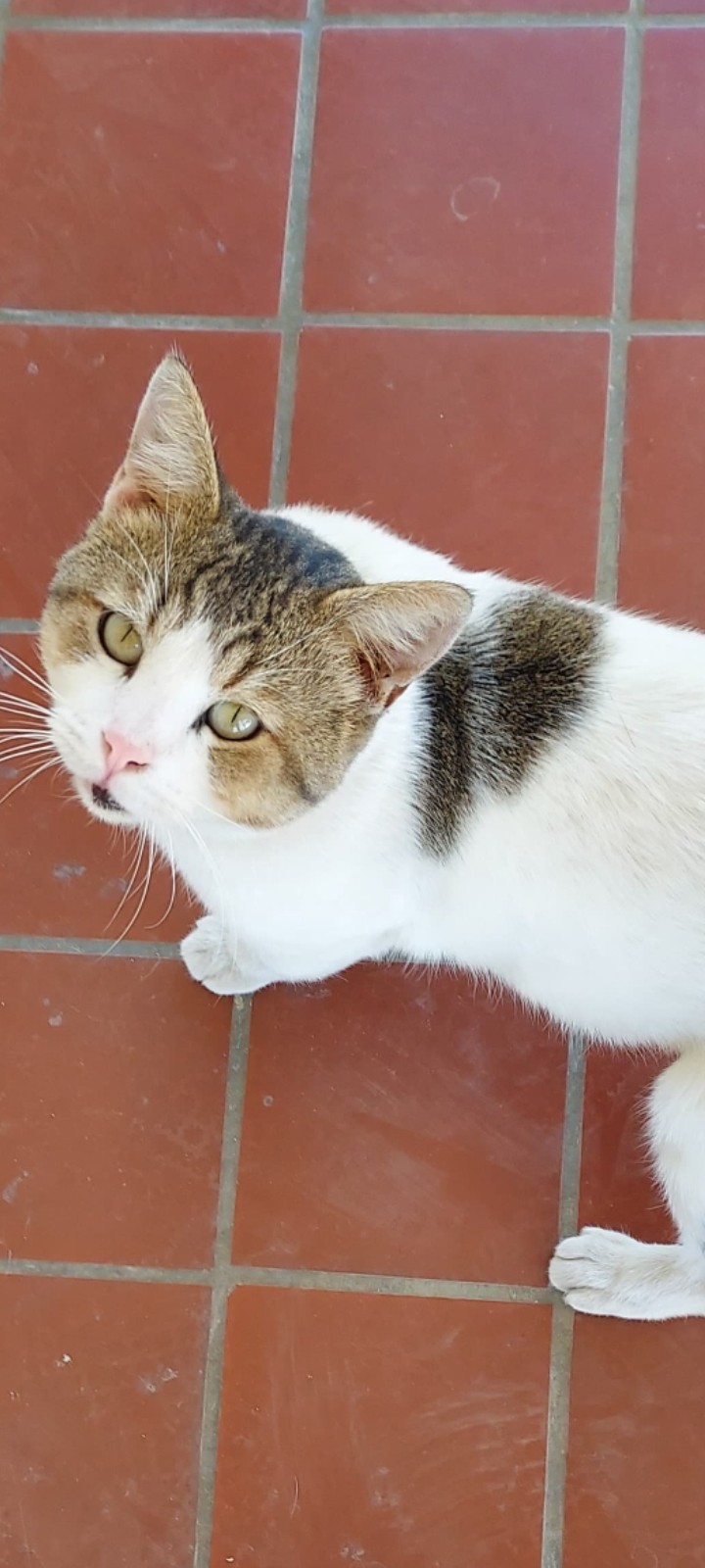 Gustavo