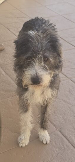 Leo