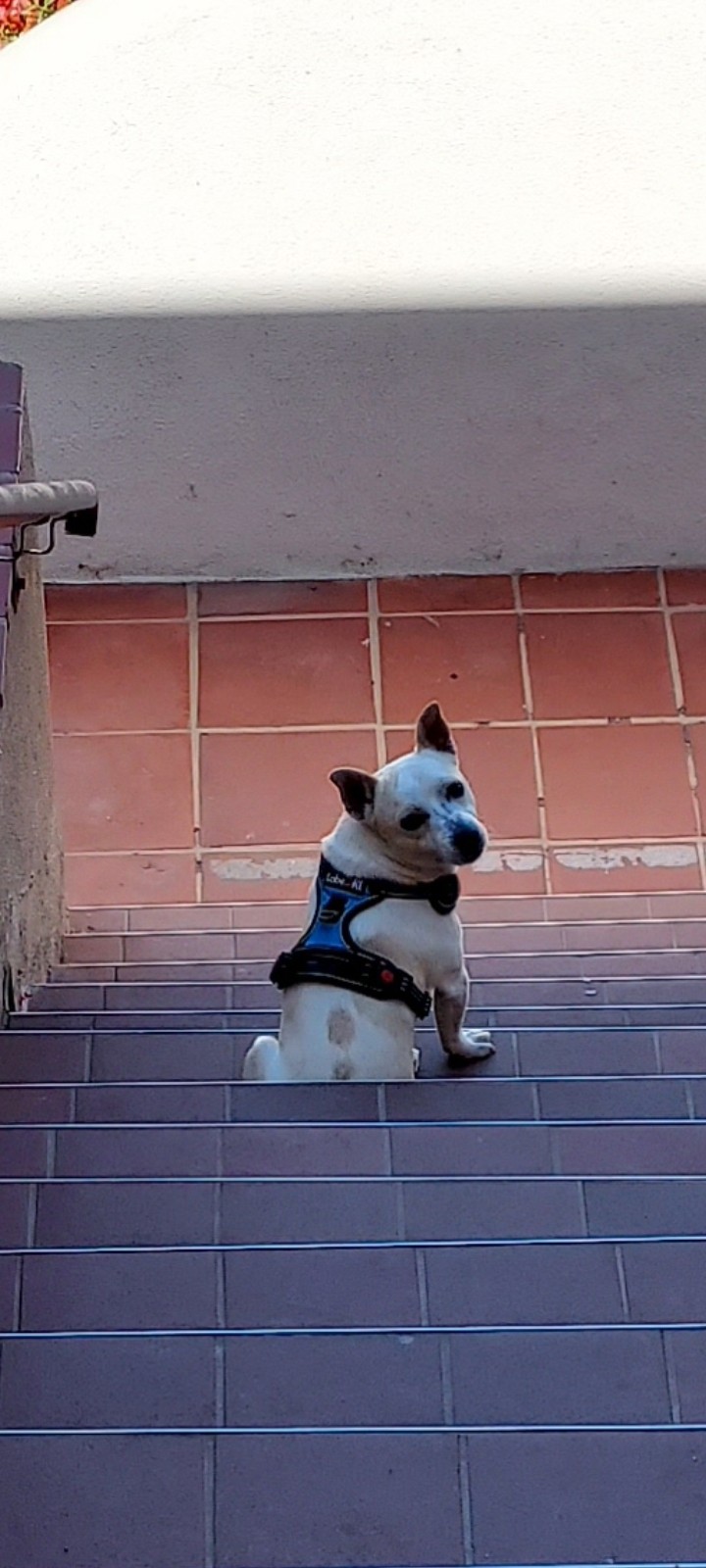 sancho6