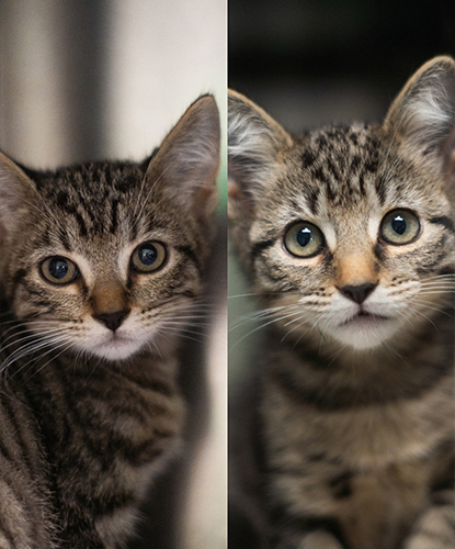 Doogie Meowzer & Dapper Dan (Bonded Pair)