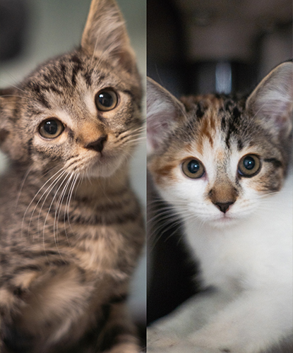 Dudley Doright & Daisey (Bonded Pair)