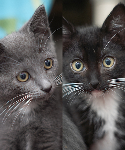 Eevee & Evangeline (Bonded Pair)