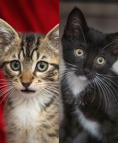 Ezra & Eva (Bonded Pair)