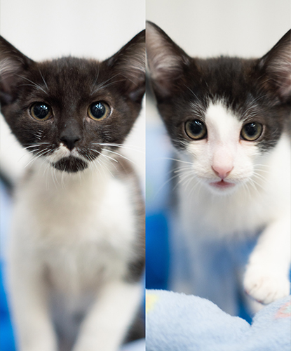 Juice & Jinx (Bonded Pair)