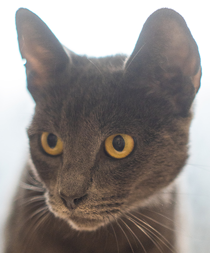 Meowticia