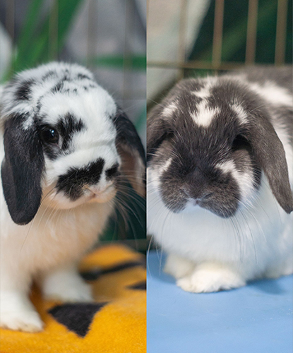 Milli & Vanilli (Bonded Pair)