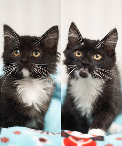 Remi & Raven (Bonded Pair)