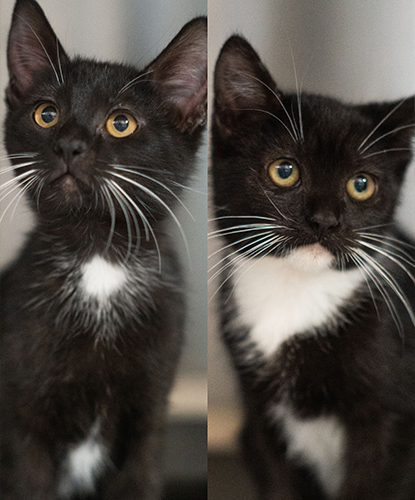 Rue & Razzle Dazzle (Bonded Pair)