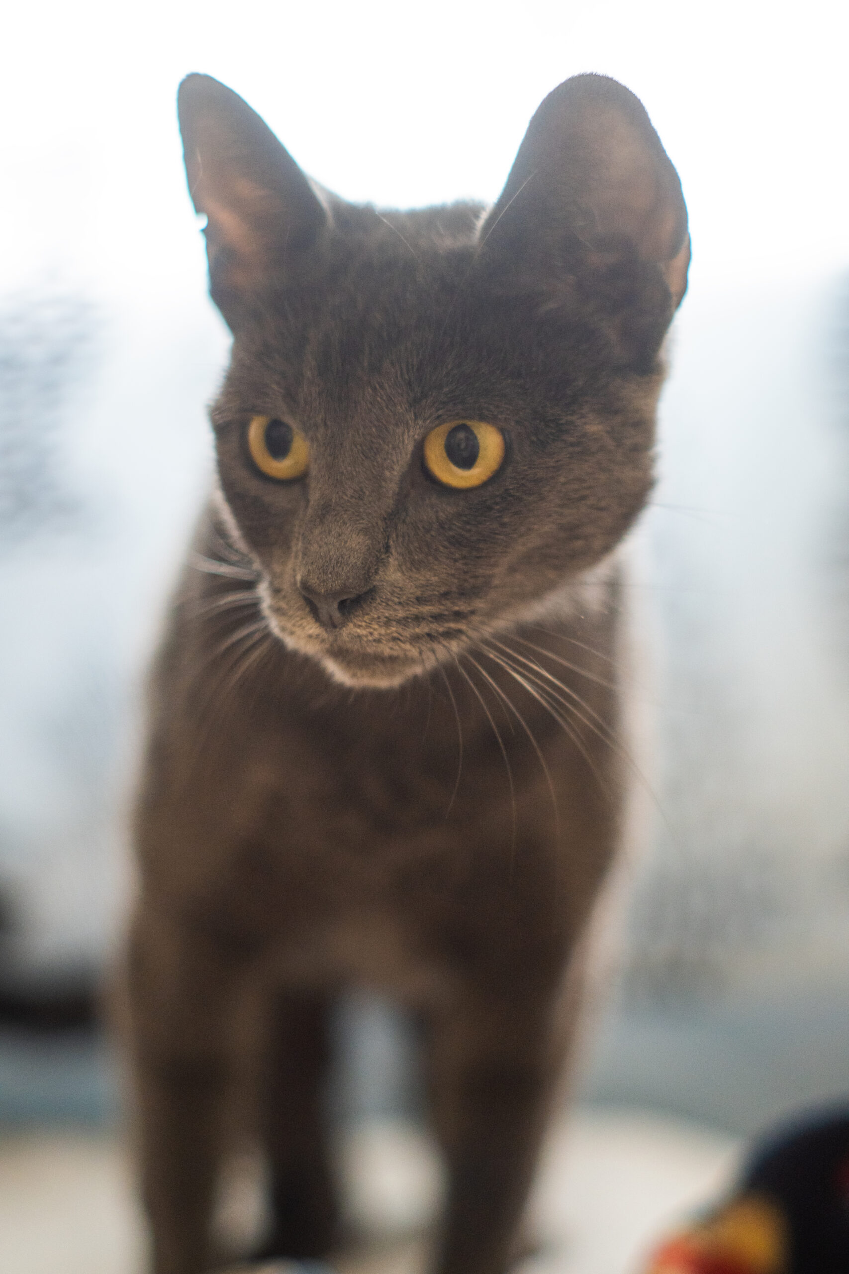 Meowticia_01